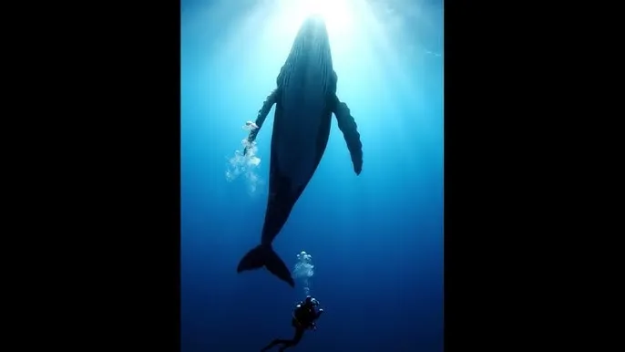 高斯玻色取样 - 深蓝星球：探索海洋深处的未知世界